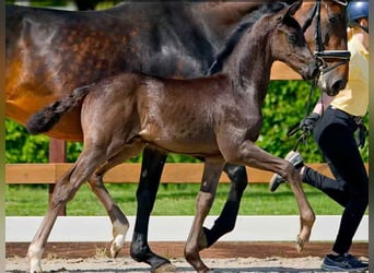 Hanoverian, Stallion, , Black
