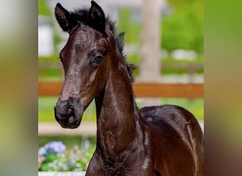 Hanoverian, Stallion, , Black