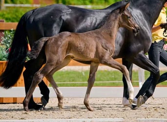 Hanoverian, Stallion, , Black