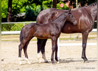 Hanoverian, Stallion, Foal (06/2026), Black