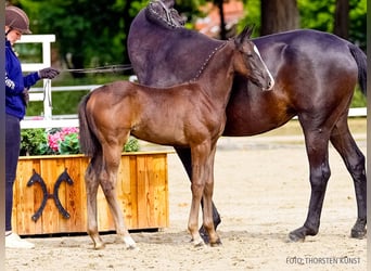 Hanoverian, Stallion, Foal (07/2026), Black