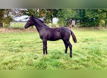 Hanoverian, Stallion, Foal (05/2025), Black