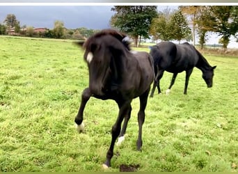 Hanoverian, Stallion, Foal (05/2025), Black