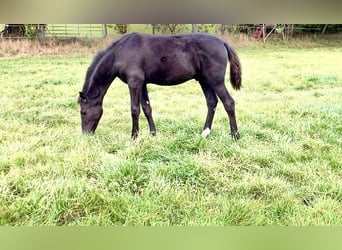 Hanoverian, Stallion, Foal (05/2025), Black