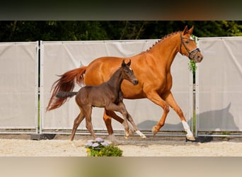 Hanoverian, Stallion, , Black