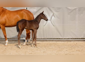 Hanoverian, Stallion, , Black