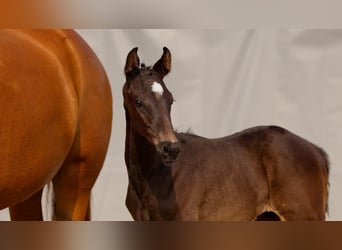 Hanoverian, Stallion, , Black