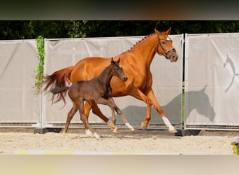 Hanoverian, Stallion, , Black