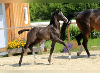 Hanoverian, Stallion, Foal (05/2025), Black