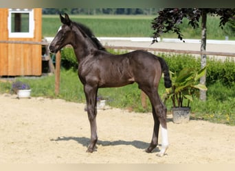 Hanoverian, Stallion, Foal (05/2025), Black