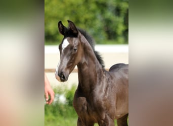 Hanoverian, Stallion, Foal (05/2025), Black