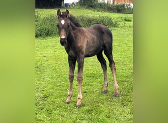 Hanoverian, Stallion, Foal (07/2026), Black