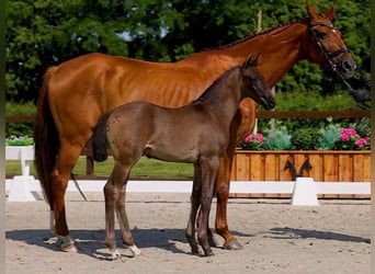 Hanoverian, Stallion, Foal (05/2025), Black
