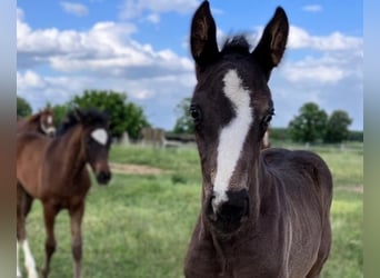 Hanoverian, Stallion, , Black