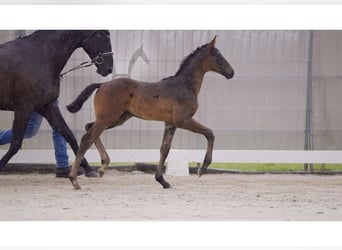 Hanoverian, Stallion, Foal (05/2024), Black