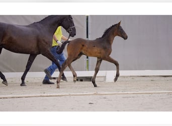 Hannoveraner, Hengst, Fohlen (05/2024), Rappe