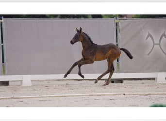 Hanoverian, Stallion, Foal (05/2024), Black