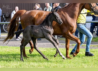 Hanoverian, Stallion, Foal (05/2026), Black