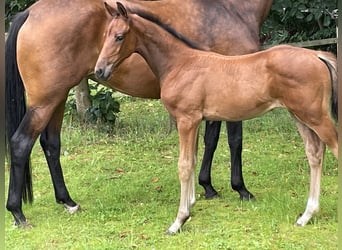 Hanoverian, Stallion, Foal (06/2025), Brown