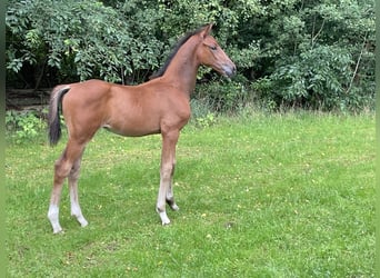 Hanoverian, Stallion, Foal (06/2025), Brown