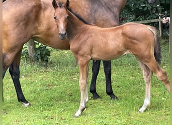 Hanoverian, Stallion, Foal (06/2025), Brown
