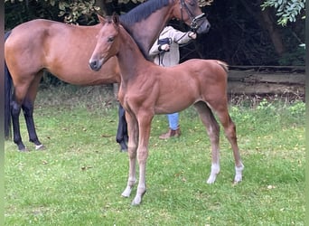 Hanoverian, Stallion, Foal (06/2025), Brown