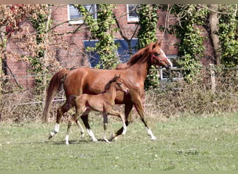 Hanoverian, Stallion, , Brown
