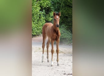 Hanoverian, Stallion, , Brown