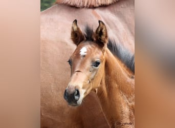 Hanoverian, Stallion, , Brown