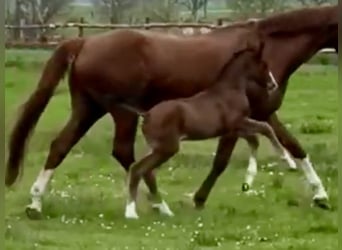 Hanoverian, Stallion, , Brown