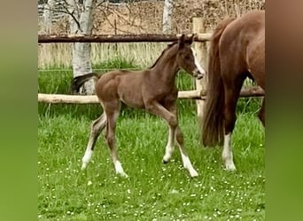 Hanoverian, Stallion, , Brown