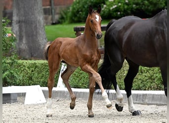 Hanoverian, Stallion, Foal (05/2025), Brown