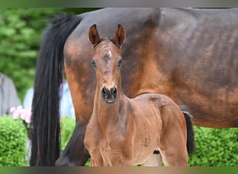 Hanoverian, Stallion, , Brown