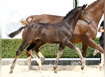Hanoverian, Stallion, Foal (05/2025), Brown