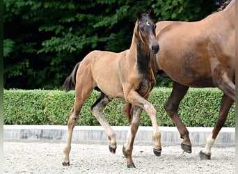 Hanoverian, Stallion, Foal (04/2025), Brown