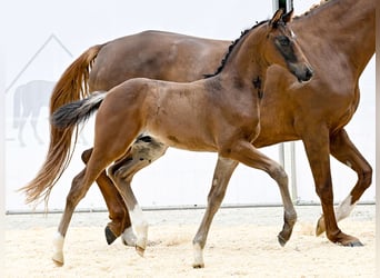 Hanoverian, Stallion, Foal (06/2025), Brown