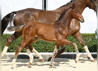 Hanoverian, Stallion, Foal (05/2025), Brown