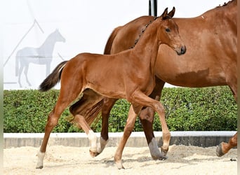 Hanoverian, Stallion, Foal (05/2025), Brown