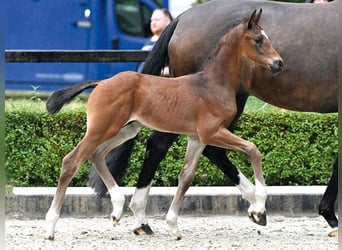 Hanoverian, Stallion, Foal (06/2025), Brown