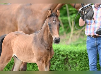 Hanoverian, Stallion, , Brown