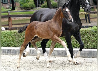Hanoverian, Stallion, Foal (05/2025), Brown