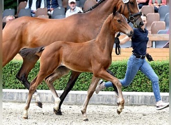 Hanoverian, Stallion, Foal (05/2025), Brown