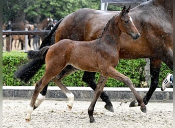 Hanoverian, Stallion, Foal (05/2025), Brown