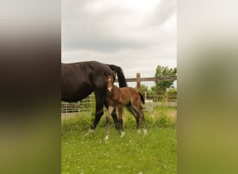 Hanoverian, Stallion, , Brown