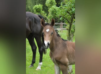 Hanoverian, Stallion, , Brown