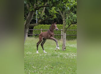 Hanoverian, Stallion, , Brown