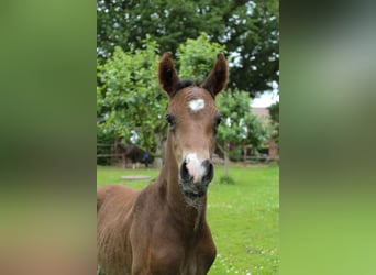 Hanoverian, Stallion, , Brown