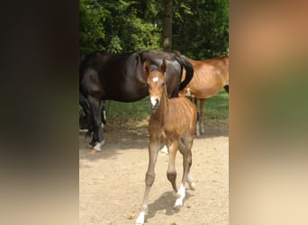 Hanoverian, Stallion, , Brown