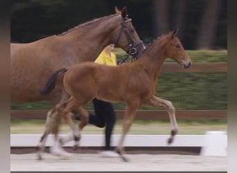 Hanoverian, Stallion, Foal (06/2025), Brown
