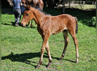 Hanoverian, Stallion, , Brown
